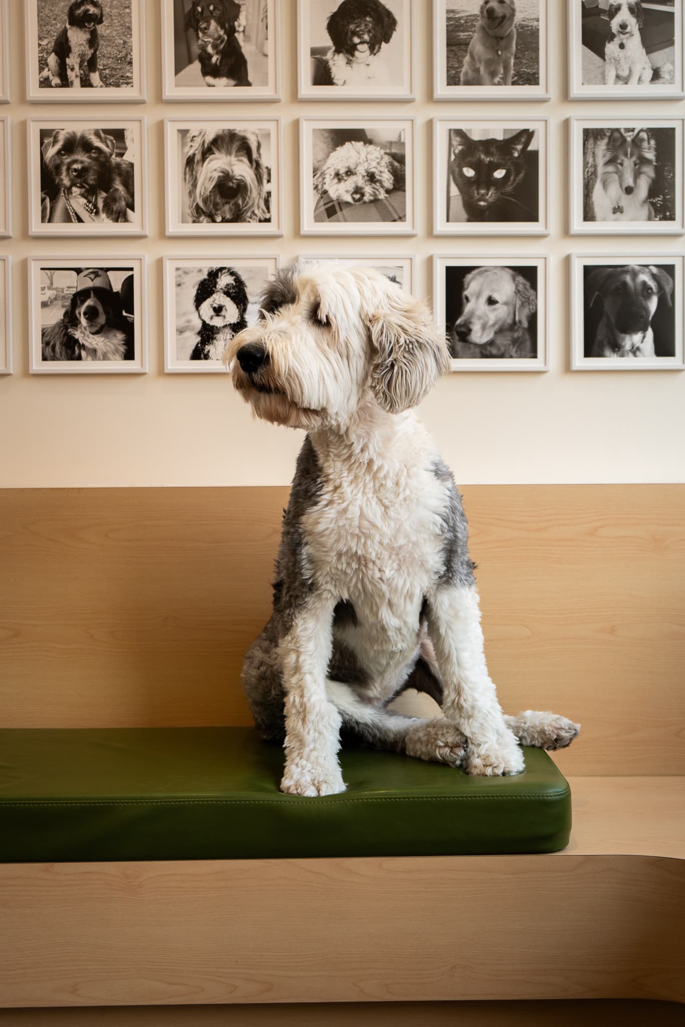 Dog sitting in front of the Upper Village patient photo wall