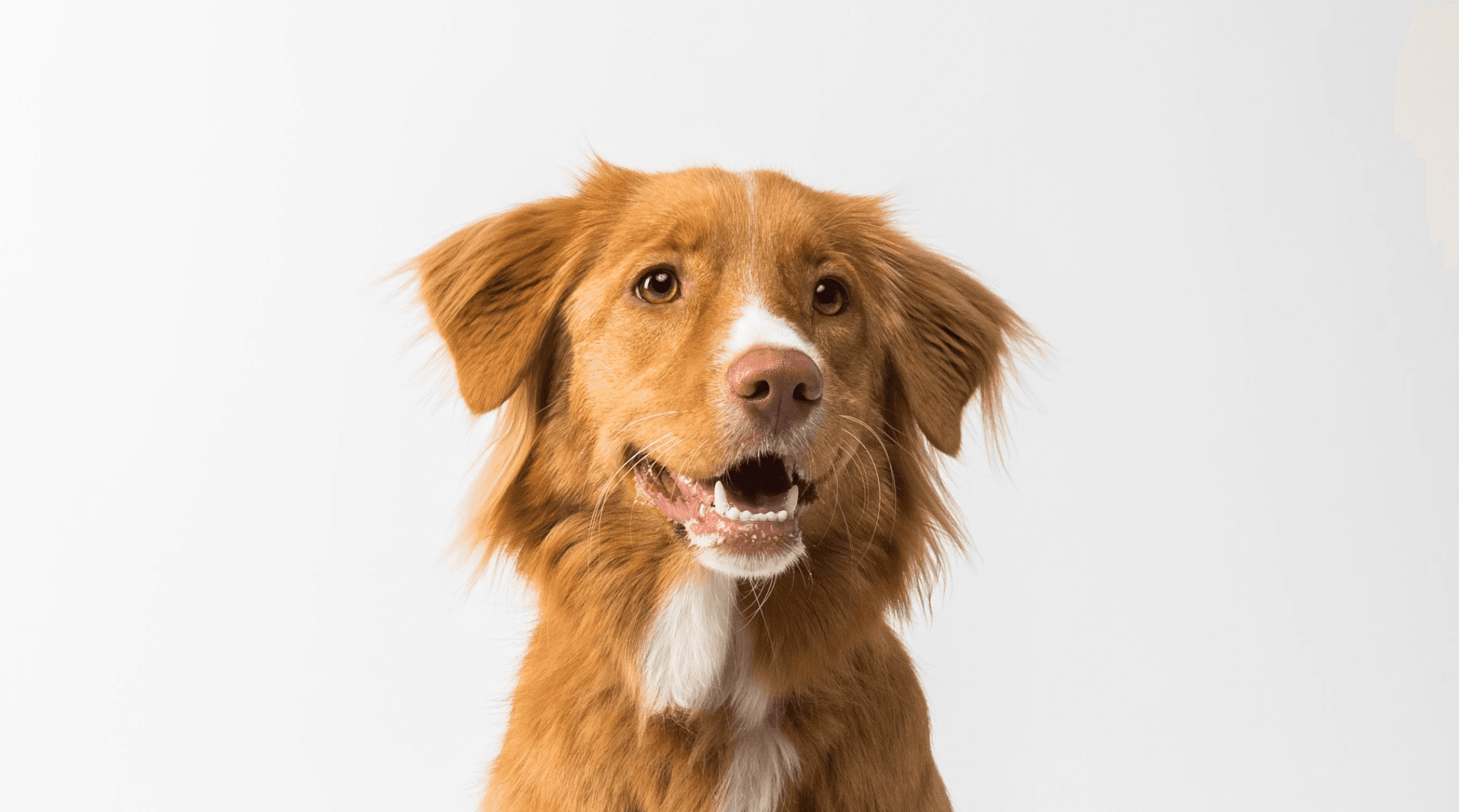 Smiling brown and white dog against a light background