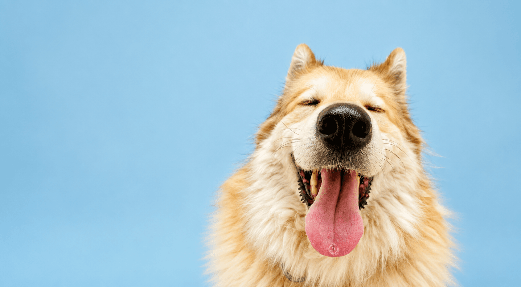 Happy cream-coloured dog against a light blue background