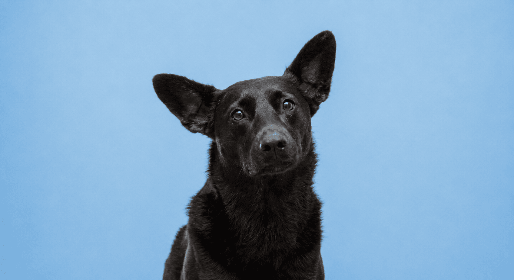 Black dog against a light blue background