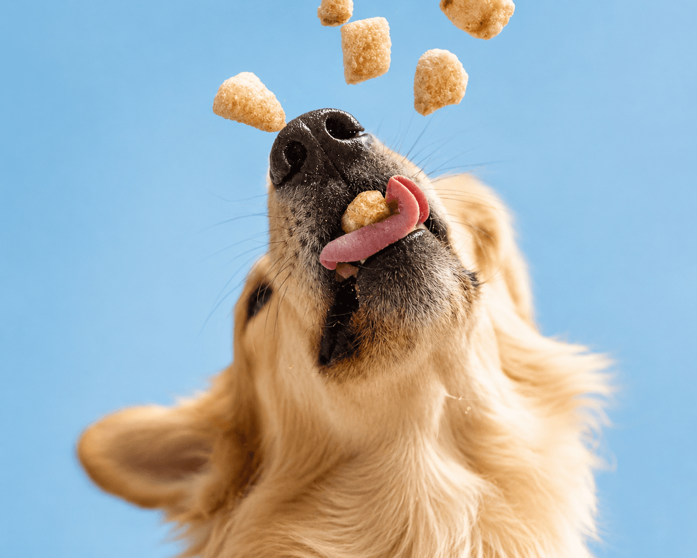 Golden retriever catching pieces of food against a blue background