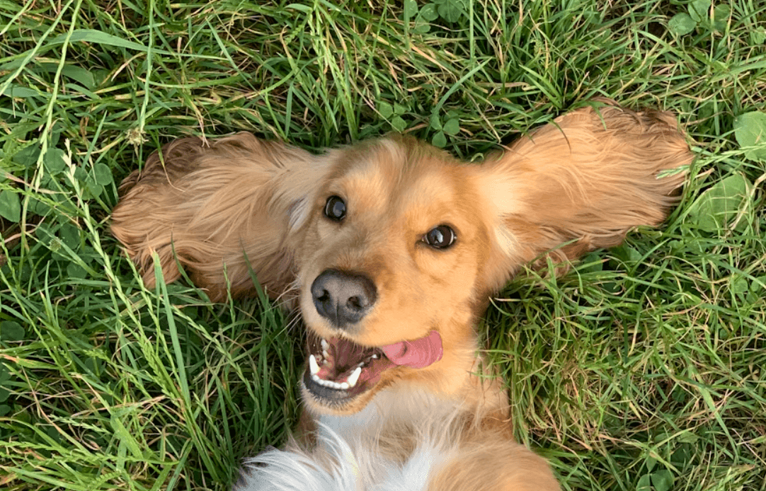 Happy golden dog lying in the grass
