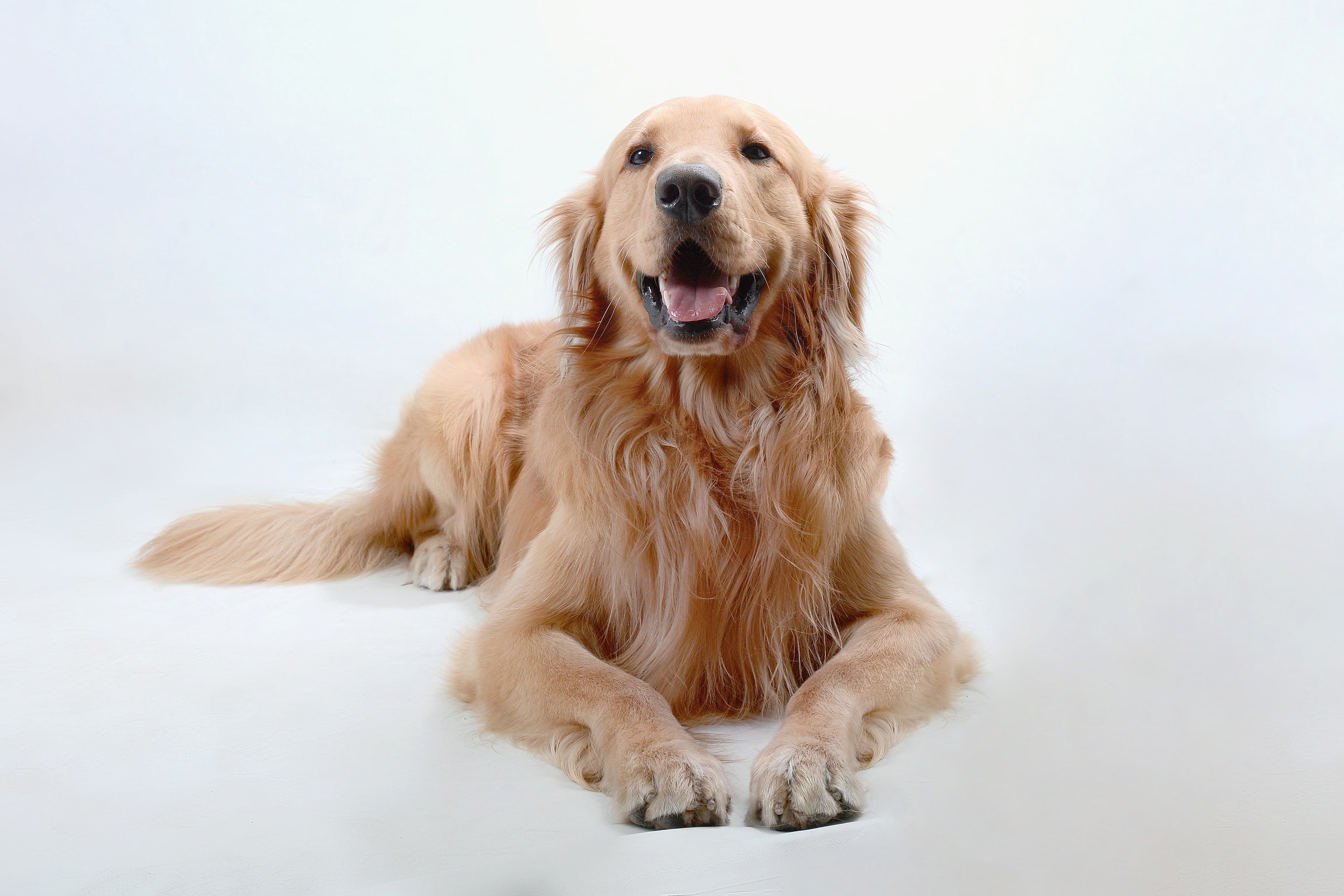 Golden retriever resting against a light background