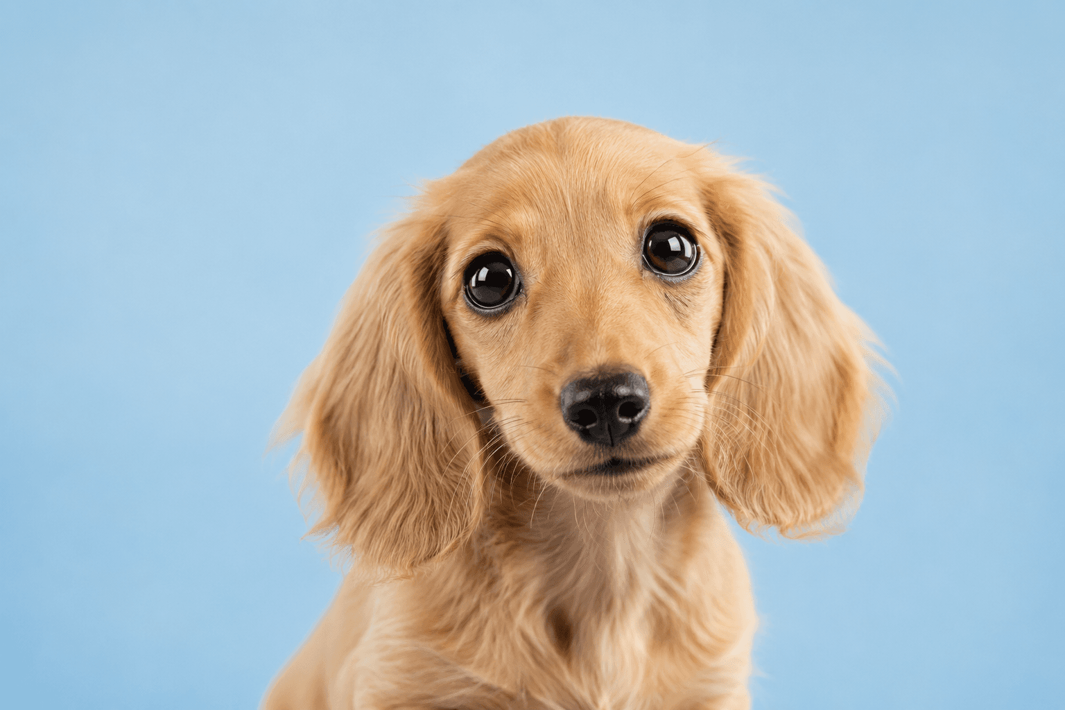 Golden dachshund puppy against a light blue background
