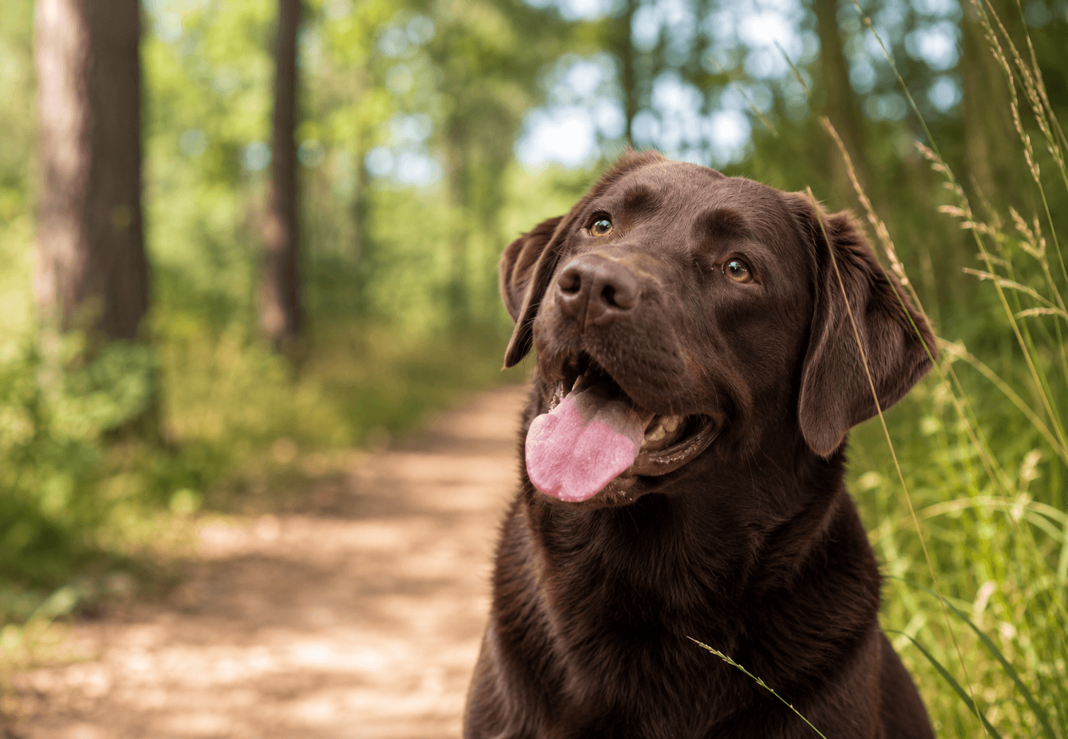 Chocolate Labrador enjoying a walk on a wooded trail