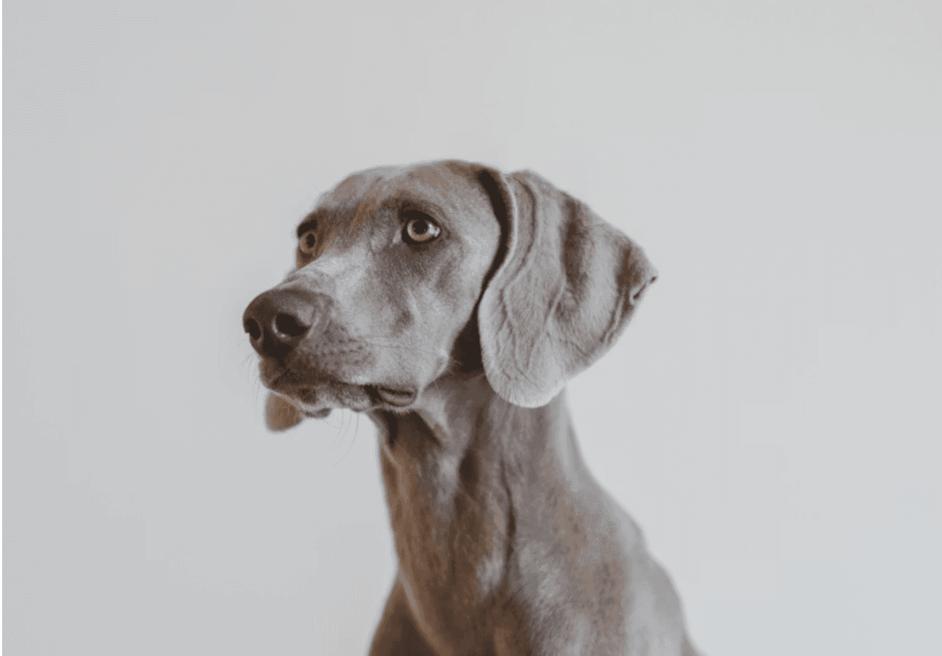 Grey dog sitting against a light background