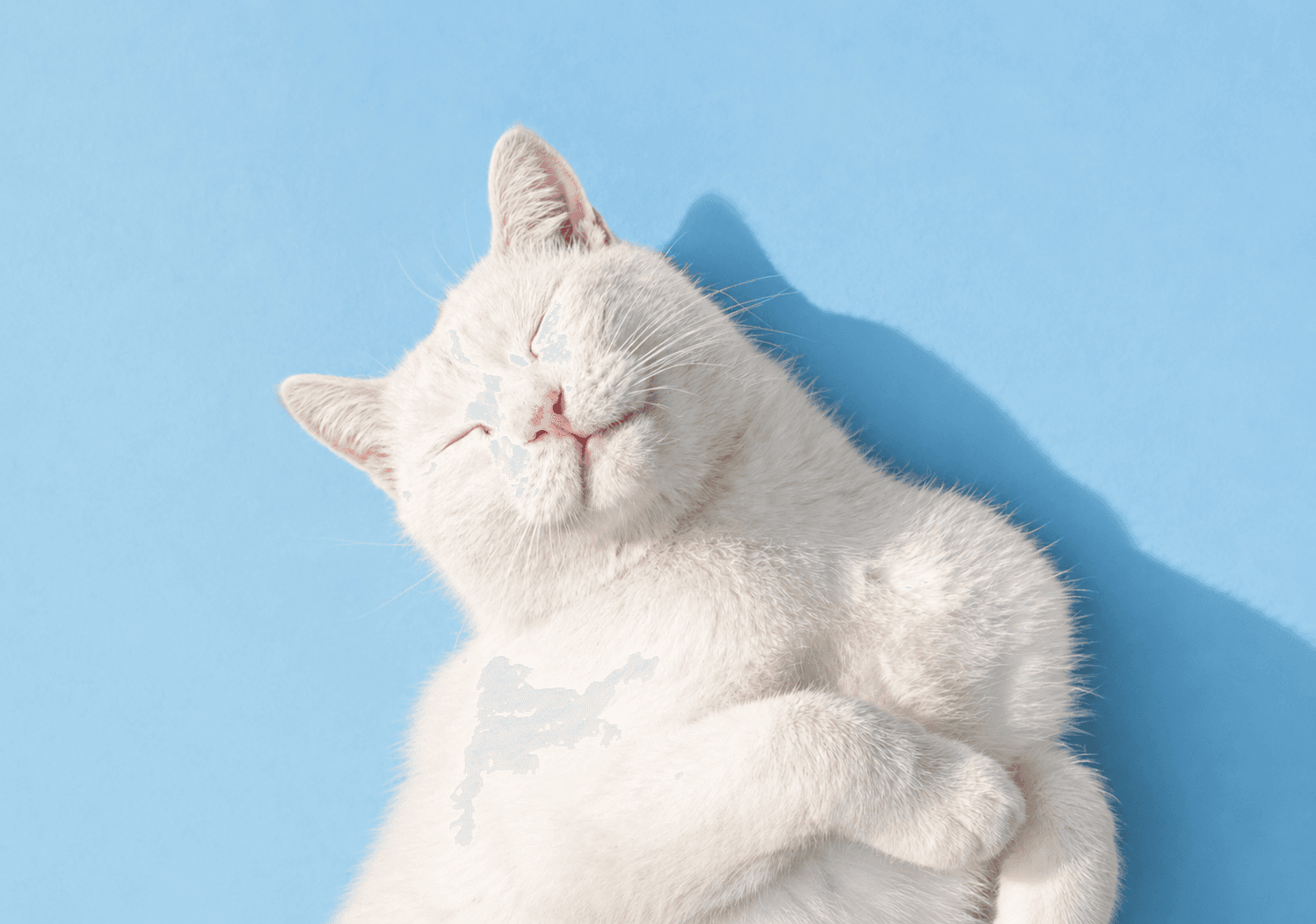 Relaxed white cat resting against a blue background
