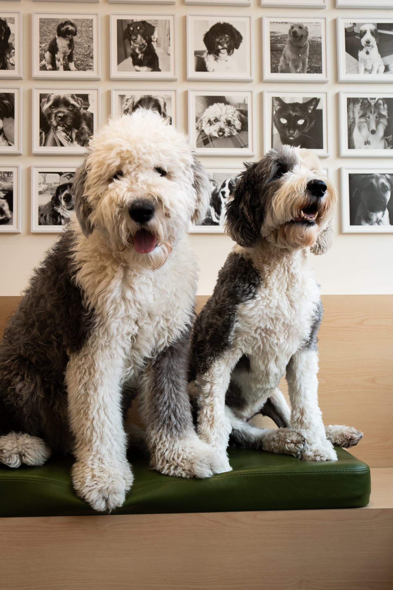 Two Upper Village Veterinary Hospital dogs sitting together in front of a pet portrait wall