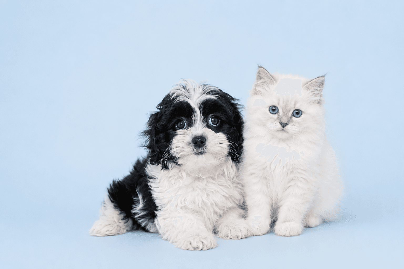 Puppy and kitten together against a light blue background