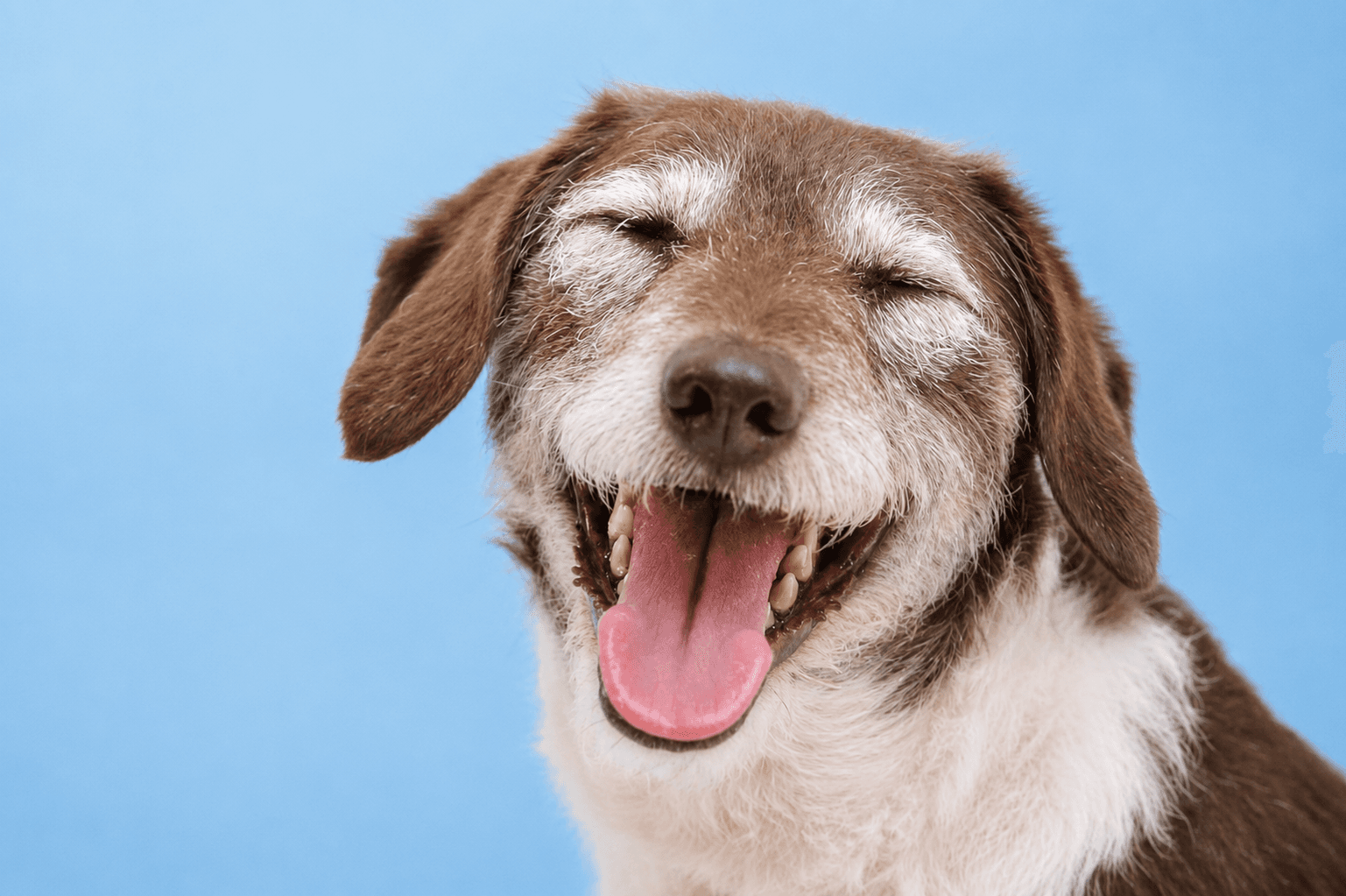 Happy senior dog against a light blue background