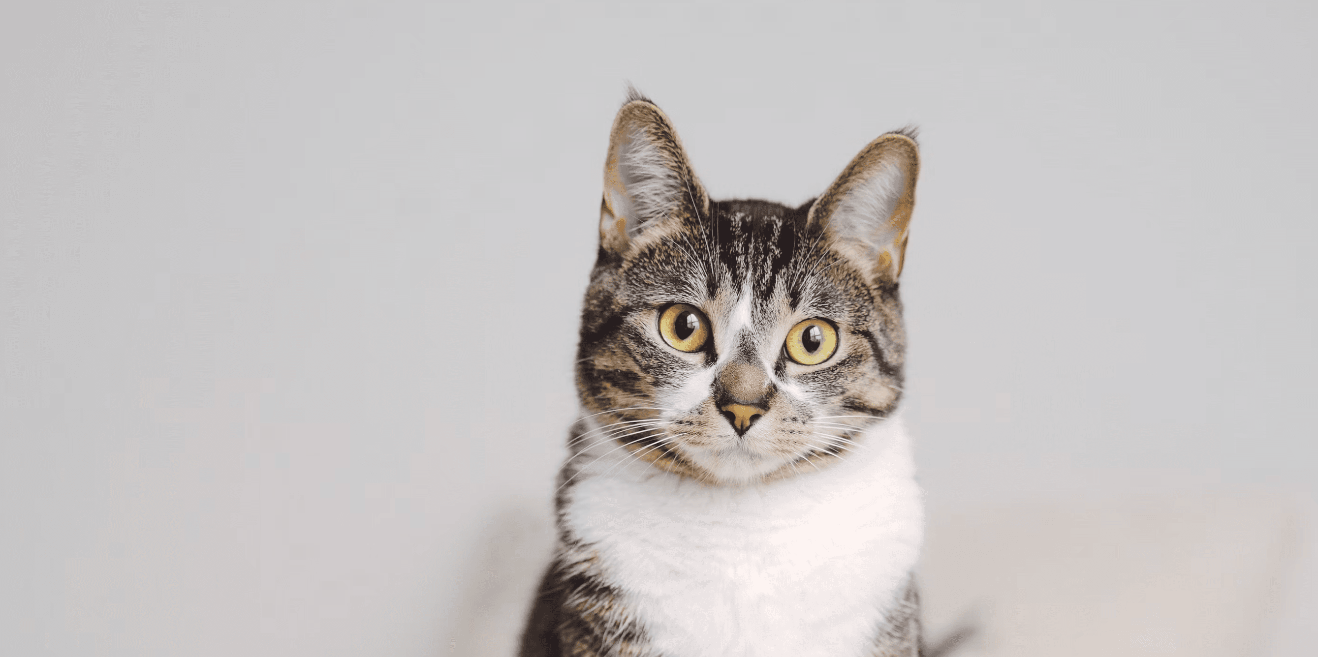 Tabby and white cat against a light background