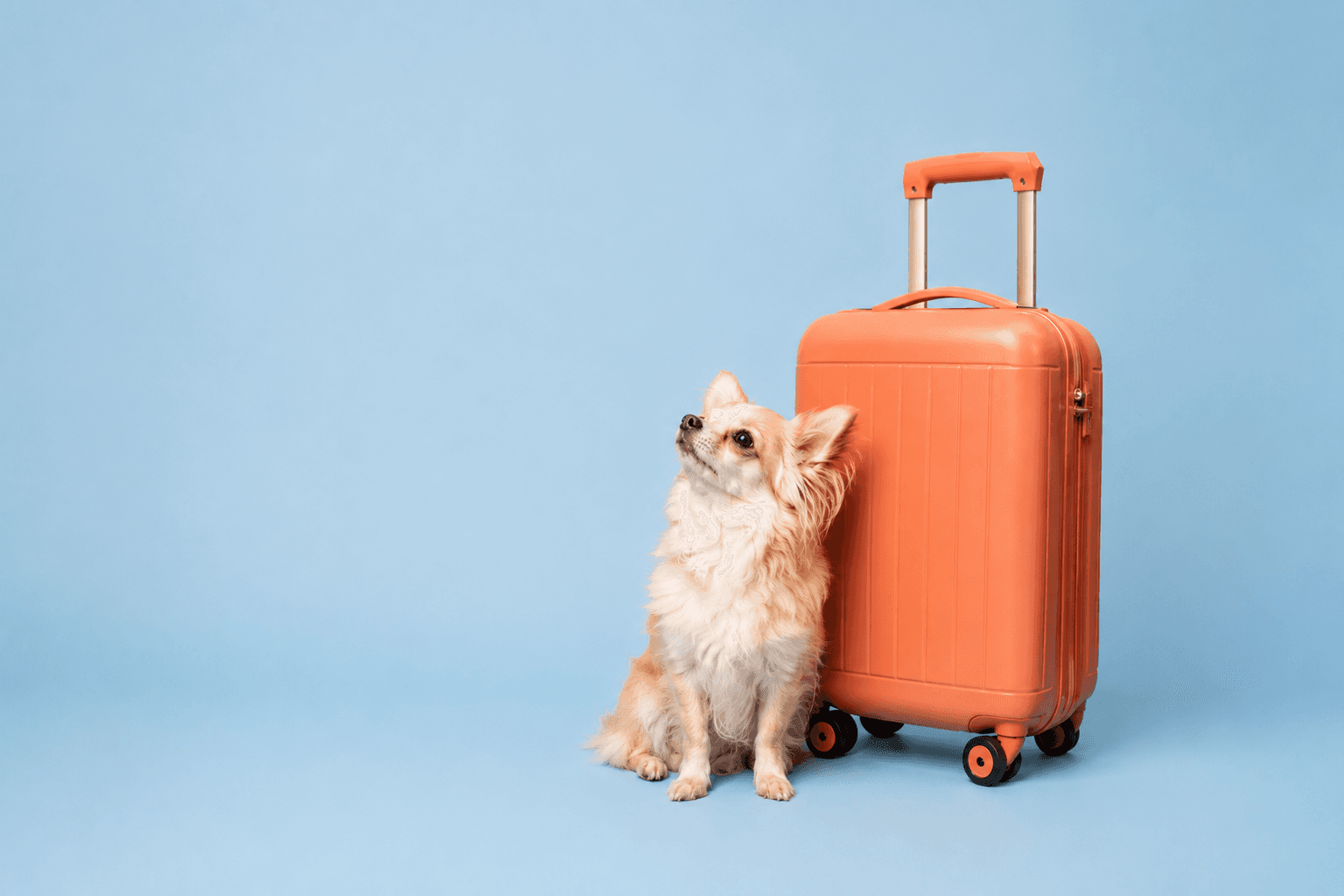 Small dog sitting beside an orange suitcase