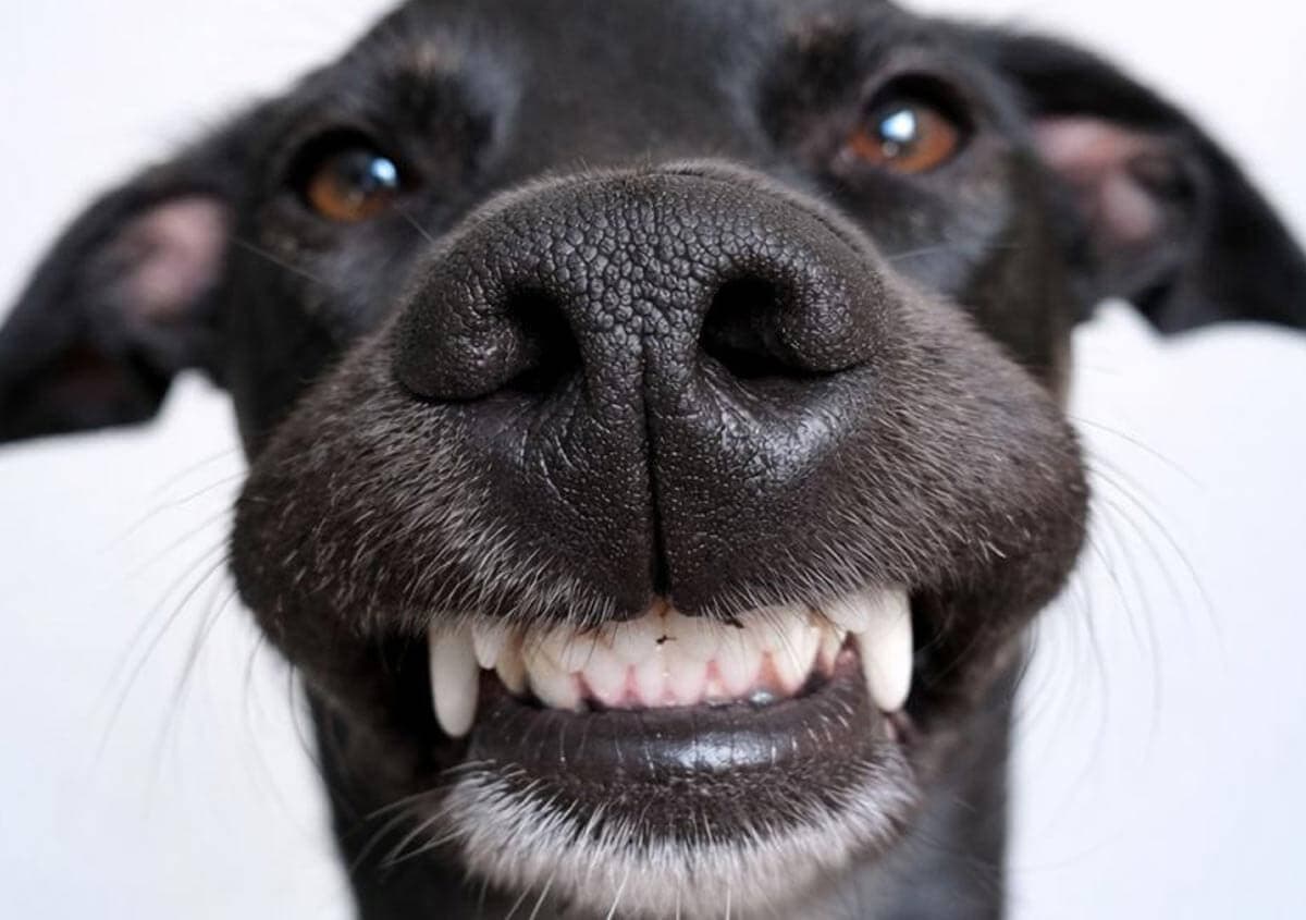 Dog Teeth Cleaning in Toronto Area