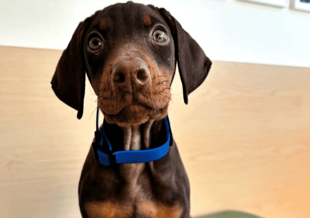 Young puppy with blue collar indoors, symbolizing compassionate pet euthanasia and gentle endoflife care in Toronto ON