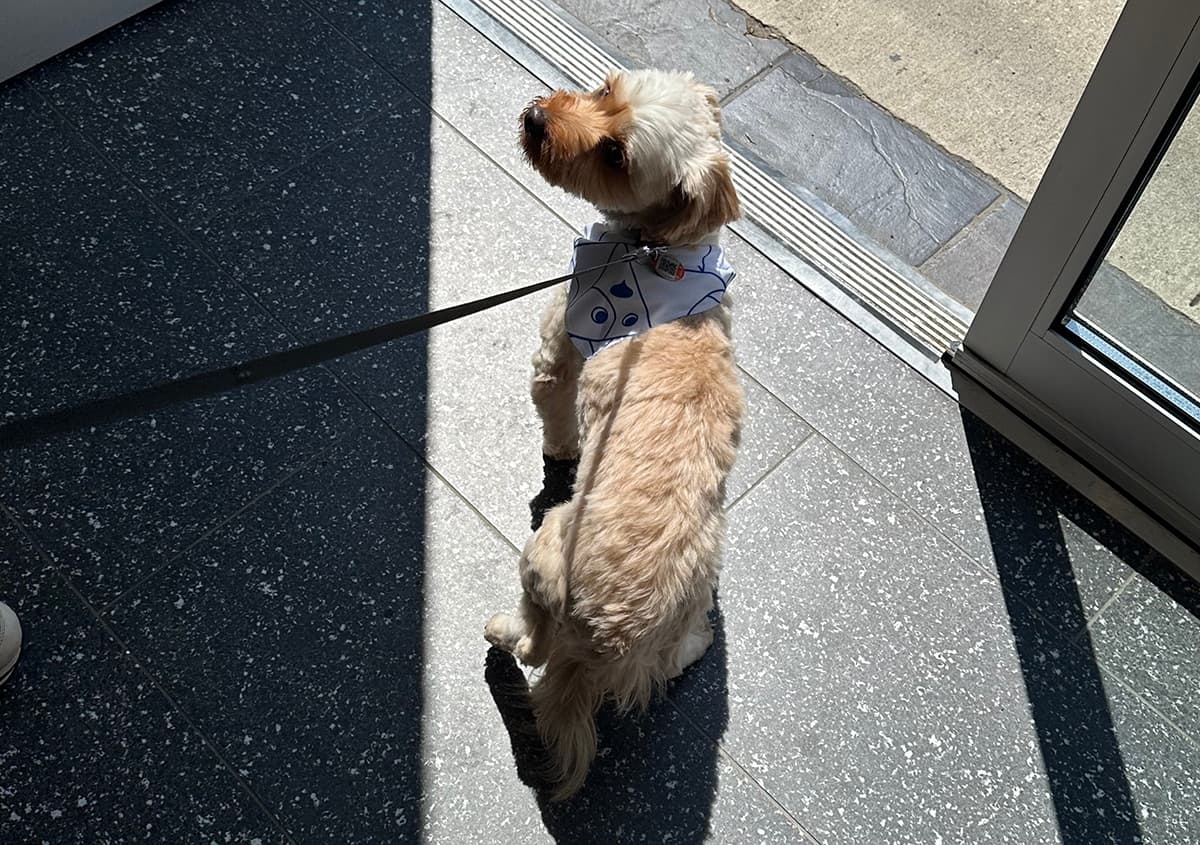 Small dog near clinic doorway in Toronto, symbolizing trusted pet vaccination services including feline leukemia vaccine