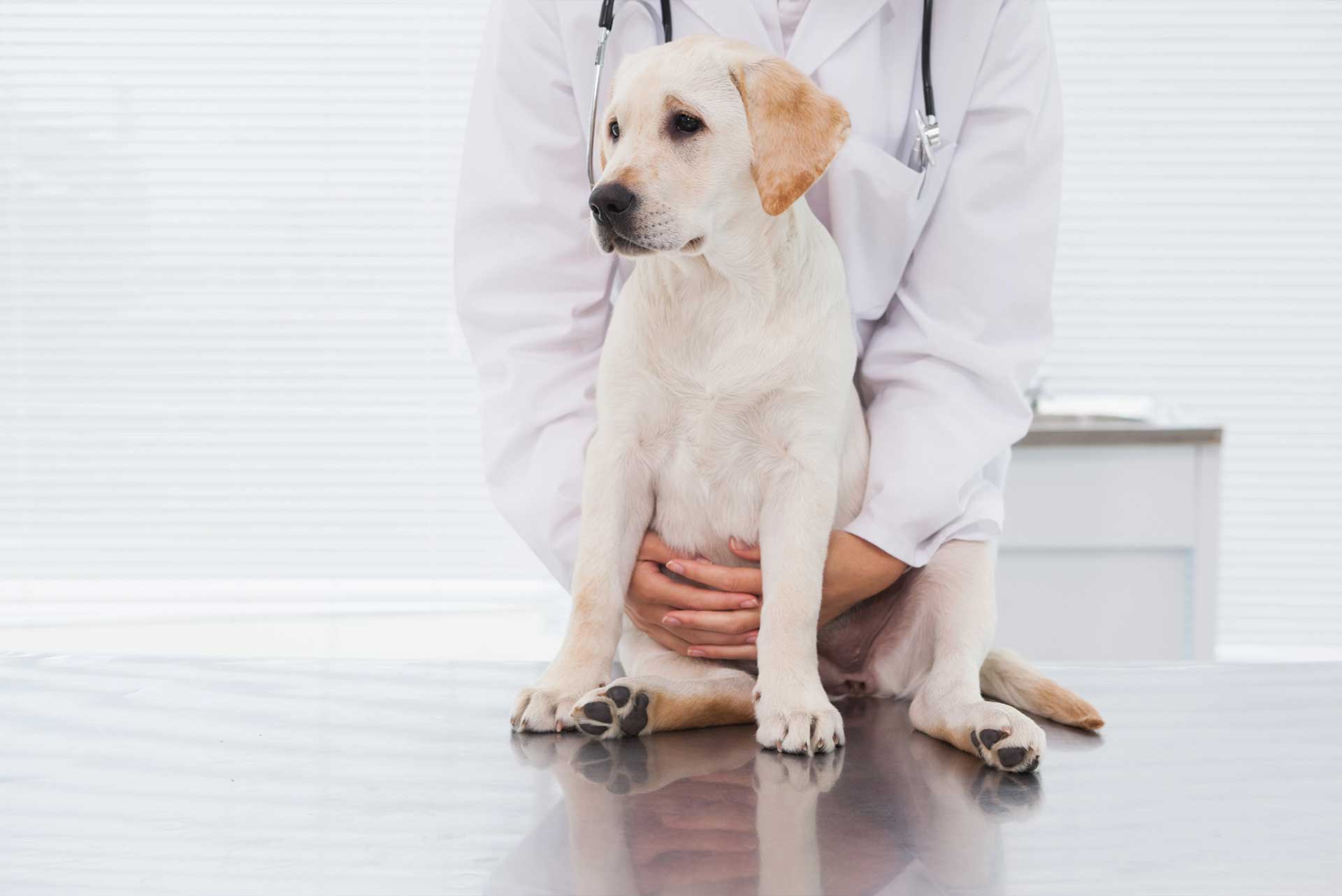 Veterinarian examining cute dog