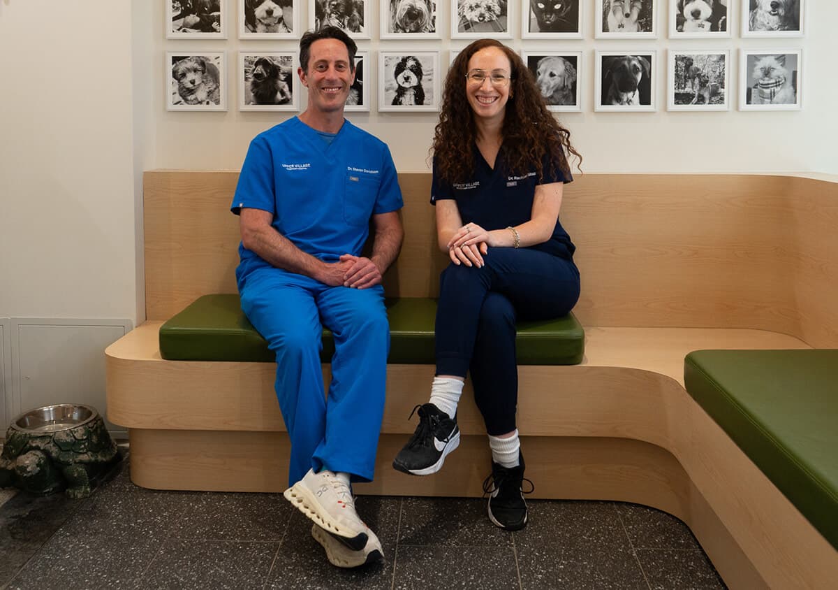 Pet dental cleaning at a Toronto veterinary clinic showing professional dental care for dogs and cats