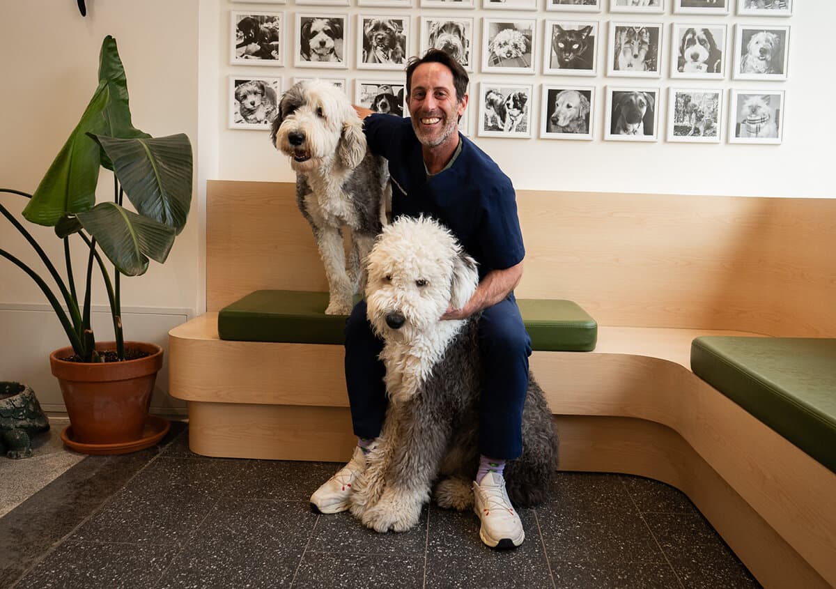 Professional pet dental care in Toronto veterinary hospital improving oral health for dogs and cats