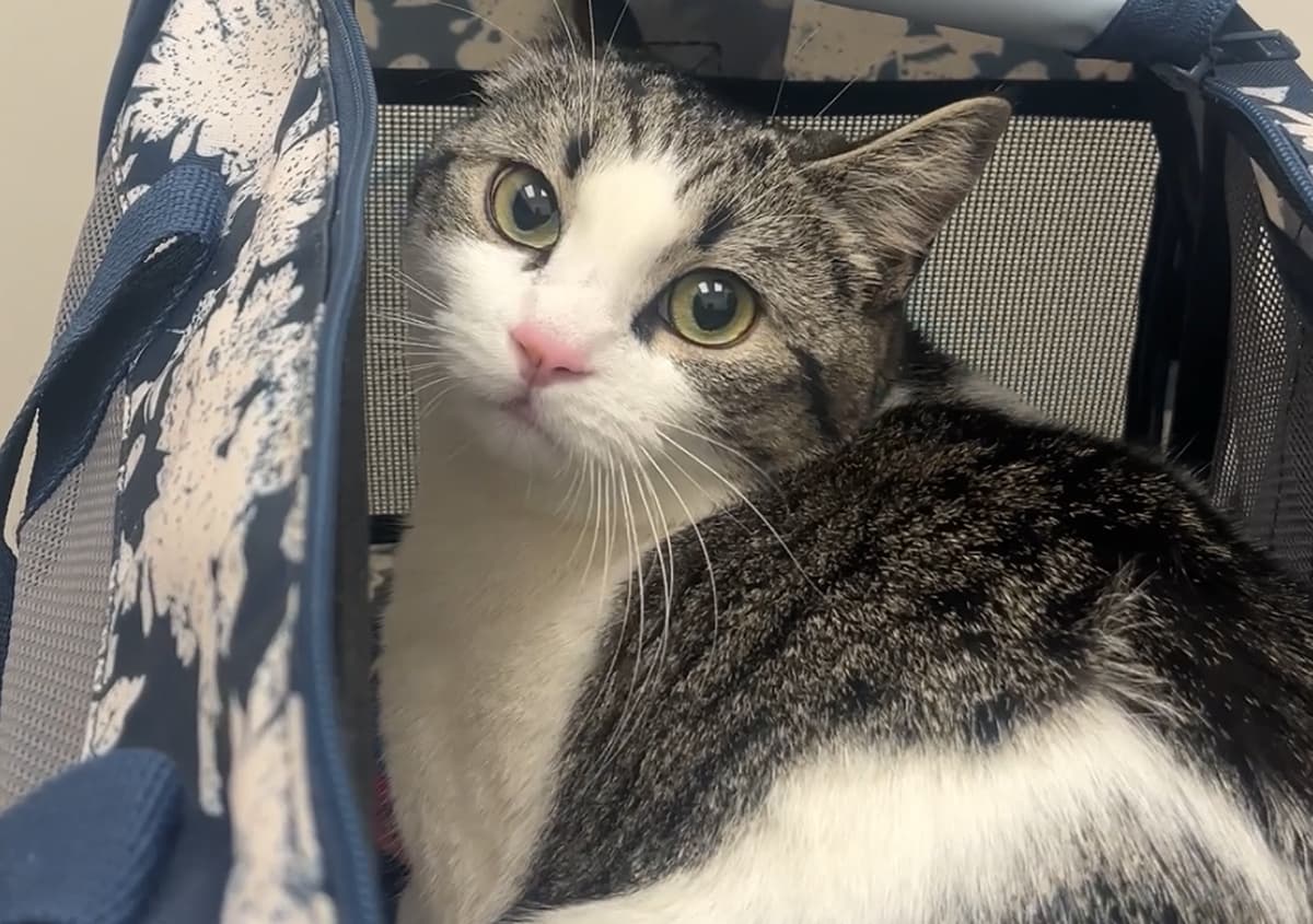 Cat in pet carrier at veterinary hospital in Toronto, ON, representing pet health certificate for safe travel