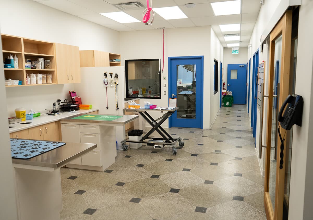 Veterinary clinic in Toronto equipped for safe pet microchipping, featuring sterile exam tables and IV supplies for reliable identification procedures