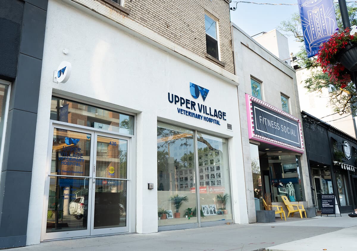 Exterior view of Upper Village Veterinary Hospital in Toronto, showcasing a modern pet care clinic with signage and welcoming entrance