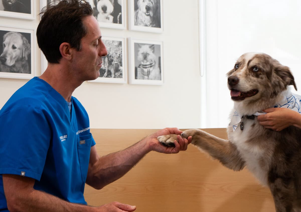 Veterinarian examining a pet during a routine checkup as part of preventive pet care in Toronto, ON