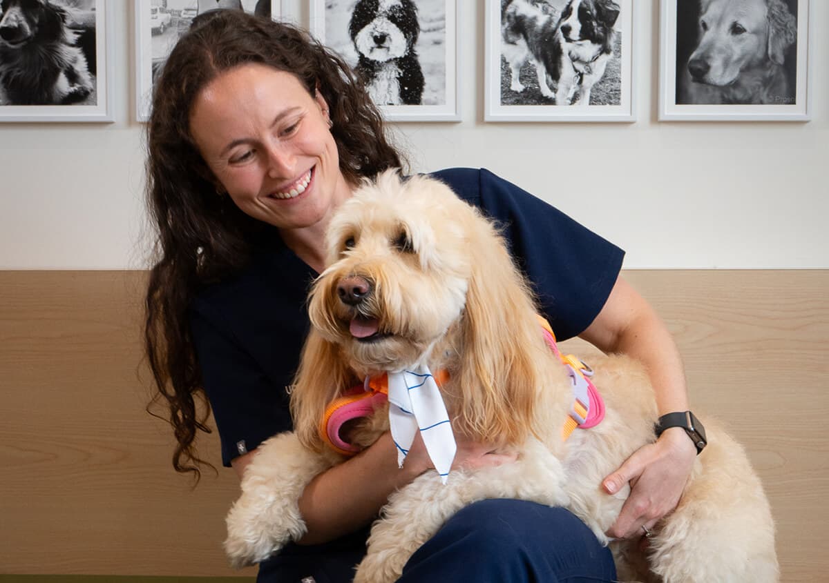 Veterinarian in Toronto gently holding a senior dog in clinic, highlighting compassionate senior pet care services