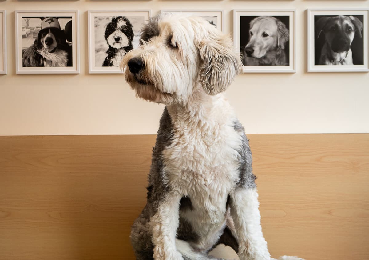 Pet vaccination schedule for dogs and cats at a trusted Toronto veterinarian