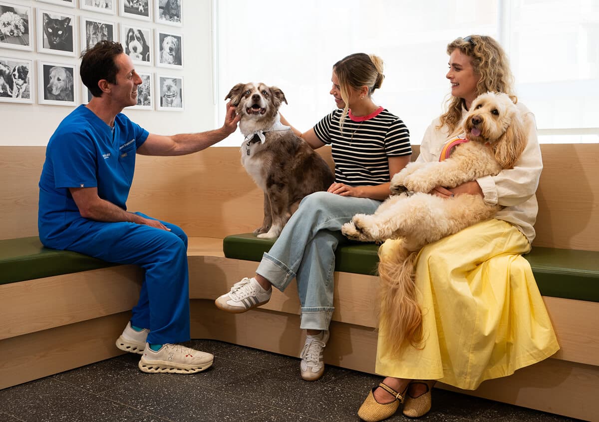 Veterinarian interacting with pet owners and their dogs in a Toronto animal clinic waiting room