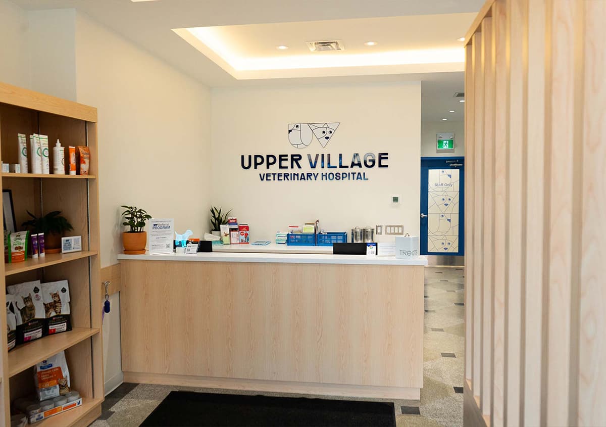 Toronto veterinary clinic offering pet dental care with focus on anesthesiafree teeth cleaning safety