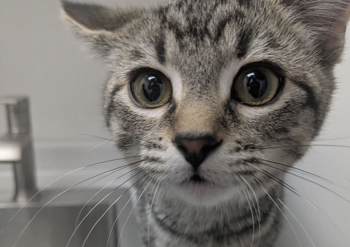 Close-up of a healthy cat during a routine veterinary checkup at a veterinary clinic near Toronto, ON