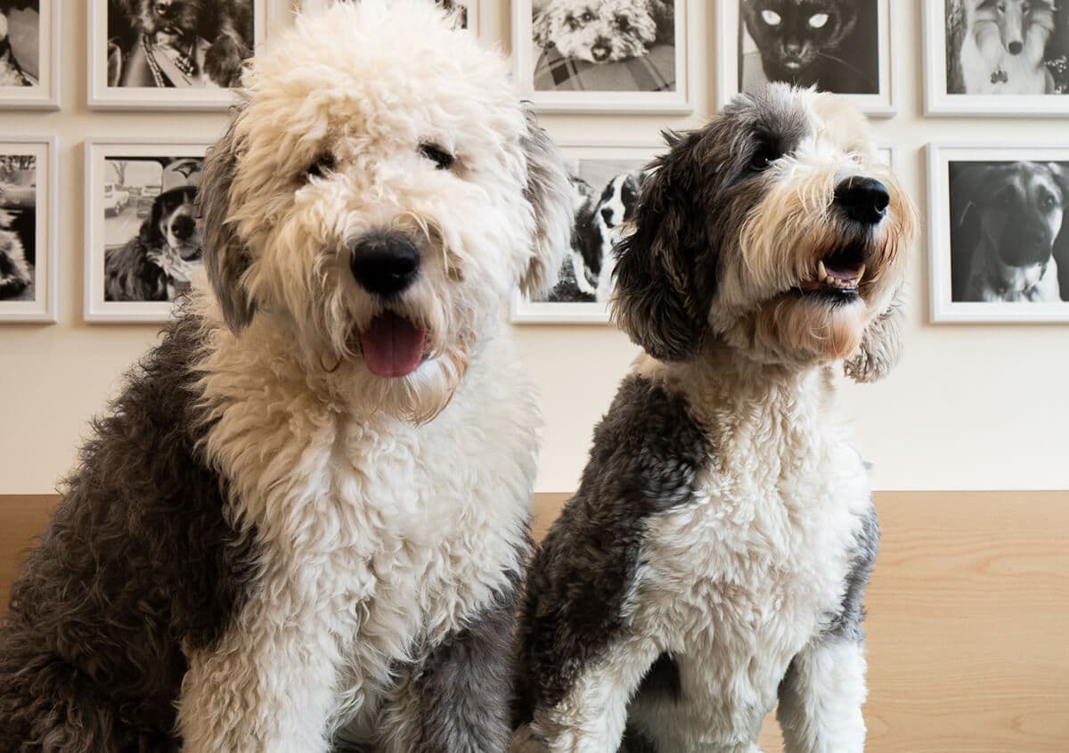 Veterinarian providing safe spaying and neutering services for dogs in Toronto ON